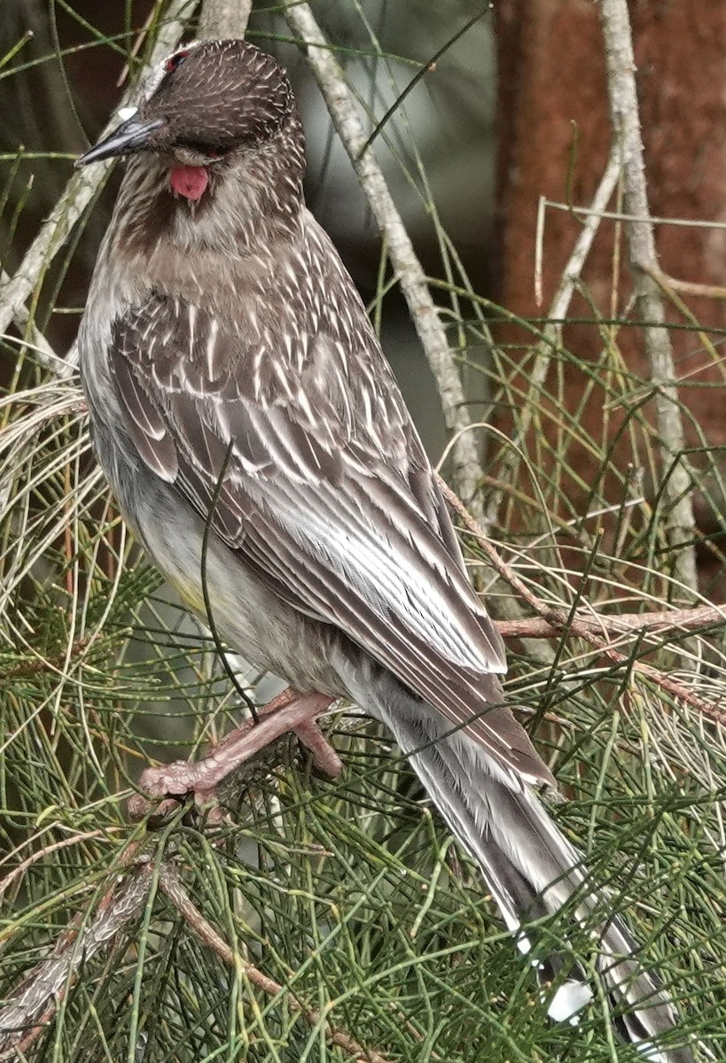 Red Wattlebird - ML624205792