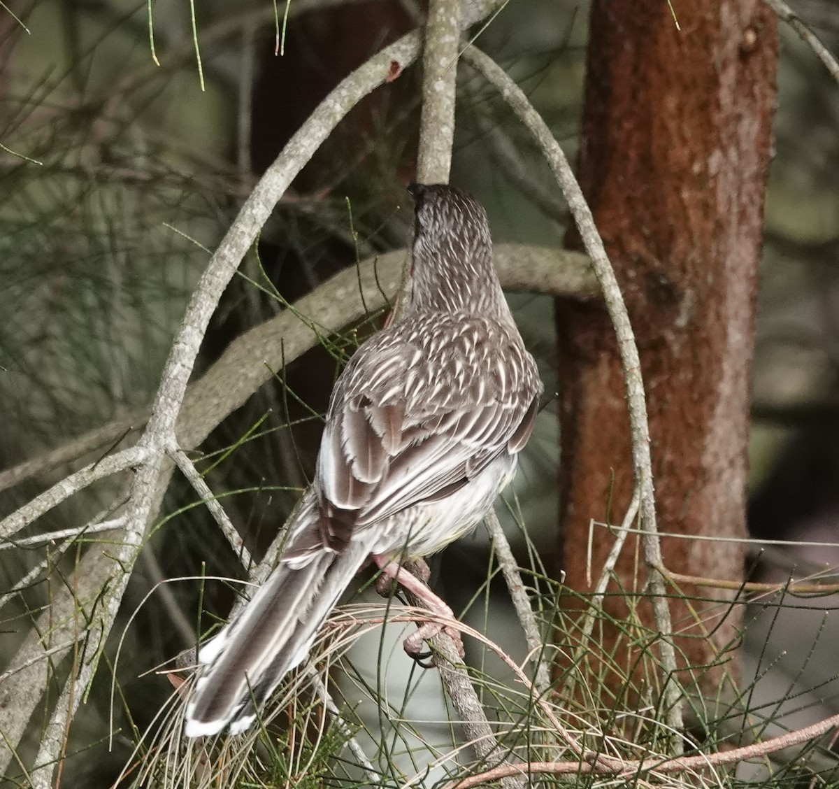 Red Wattlebird - ML624205793