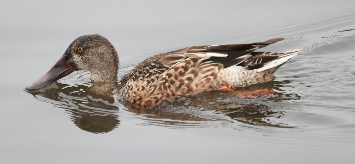 Northern Shoveler - ML624205823