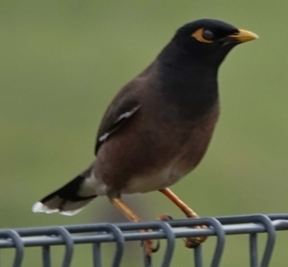 Common Myna - ML624205826