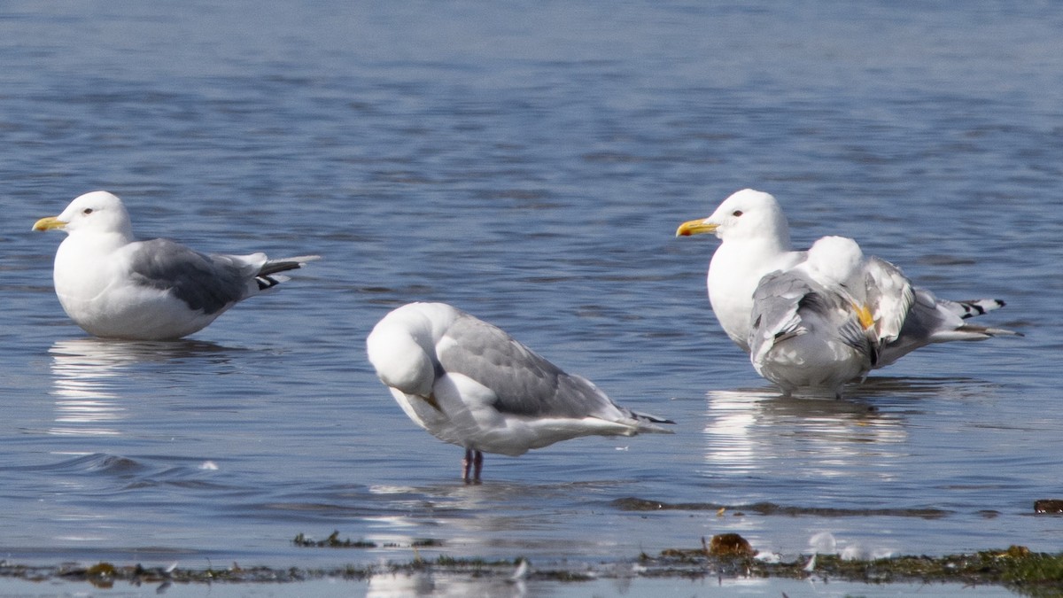 Iceland Gull (Thayer's) - ML624205830