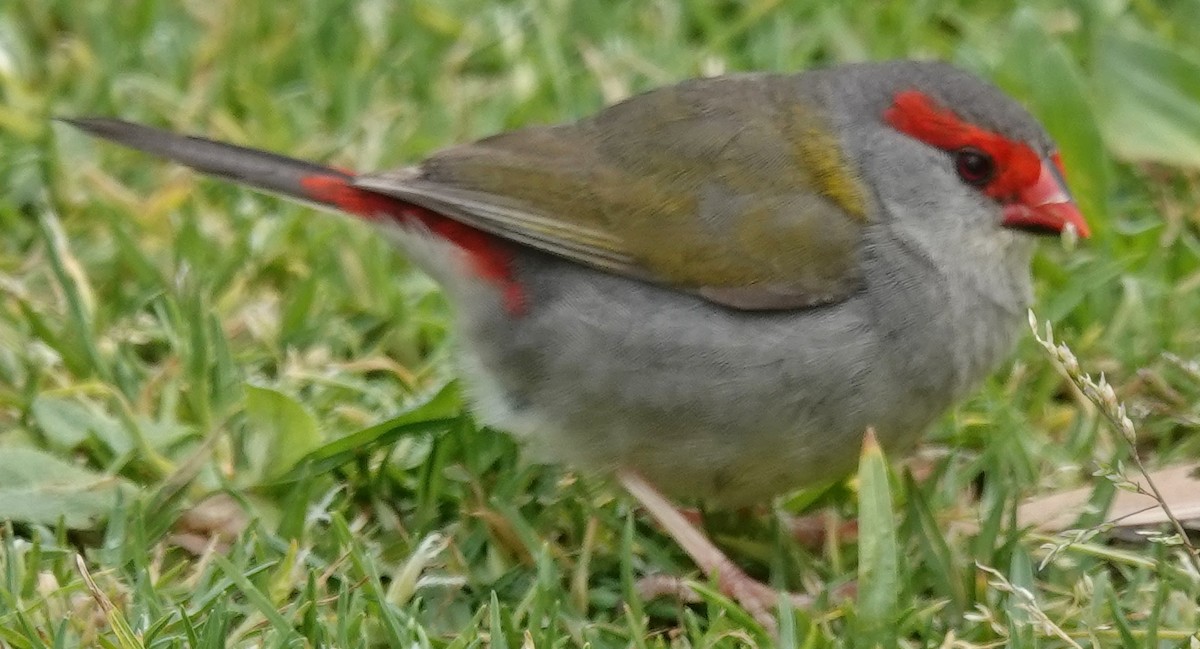 Red-browed Firetail - Alan Coates