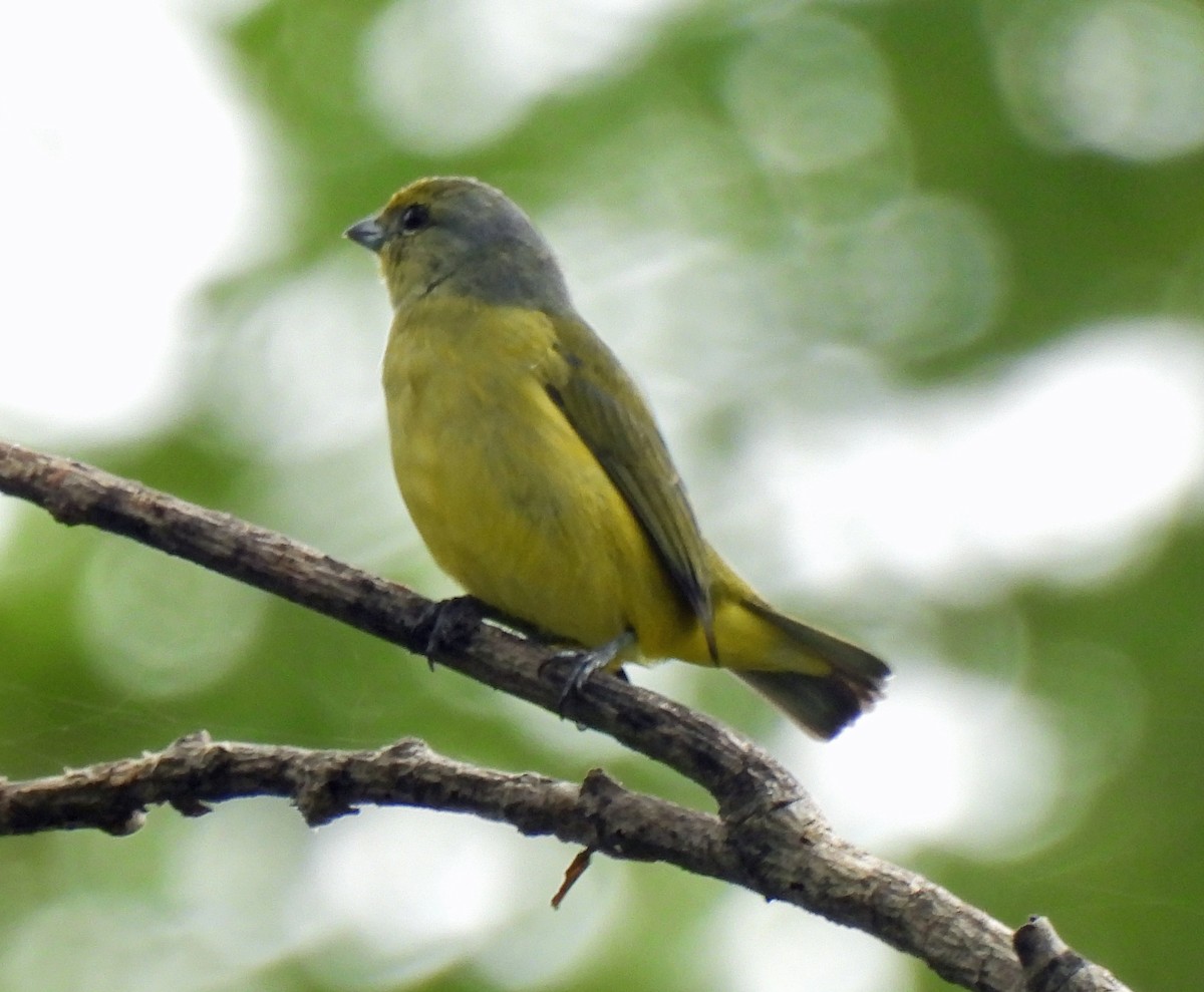 Scrub Euphonia - ML624205839