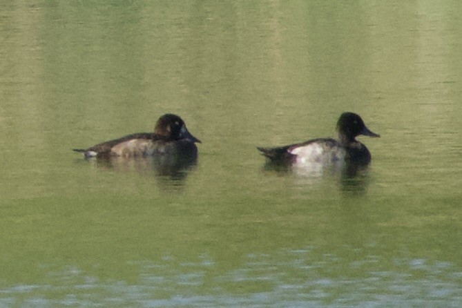 Lesser Scaup - ML624205843