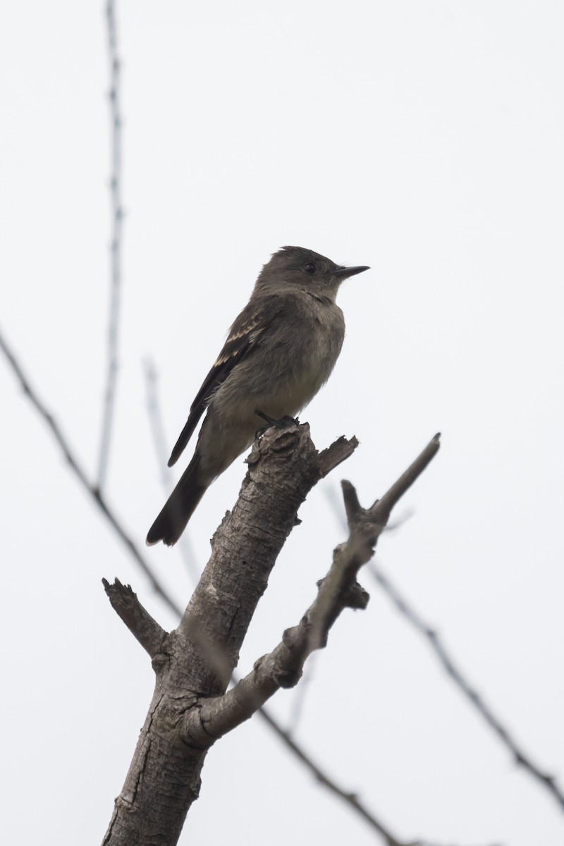 Western Wood-Pewee - Kevin Fistanic