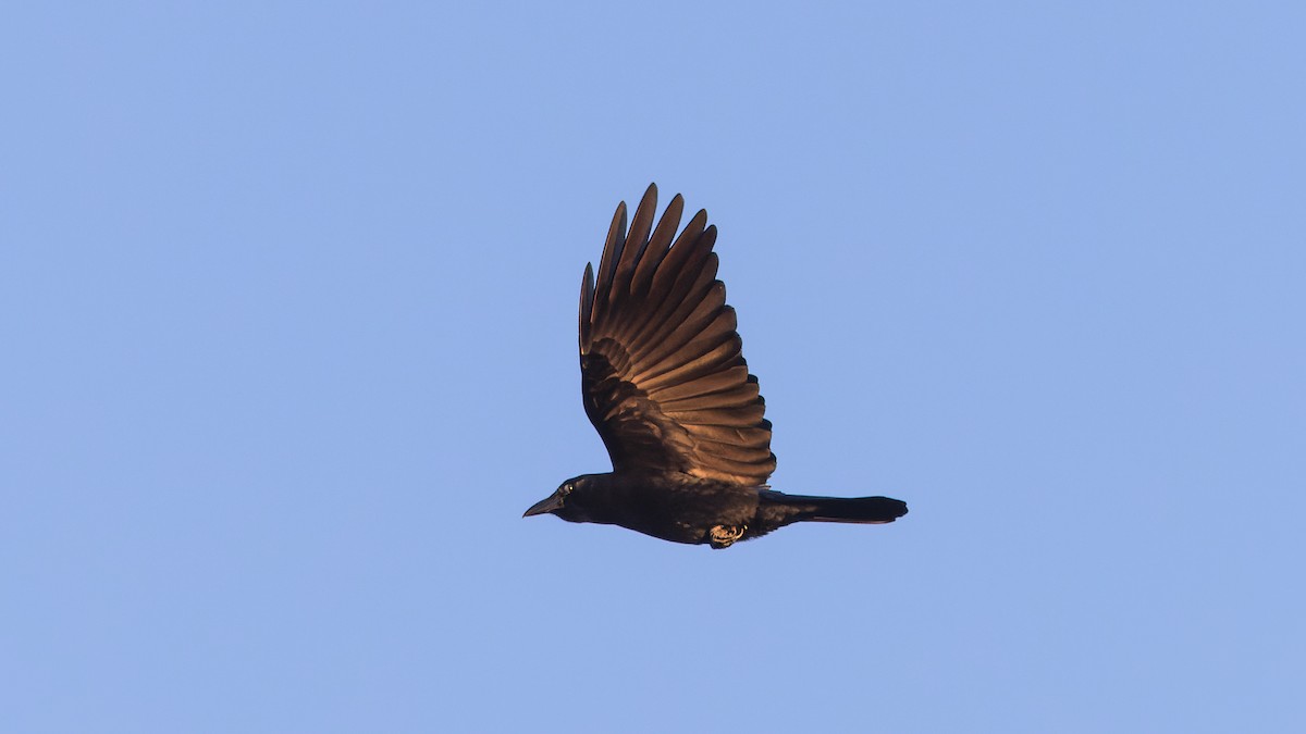 American Crow - Karl H (Hoeff ka)