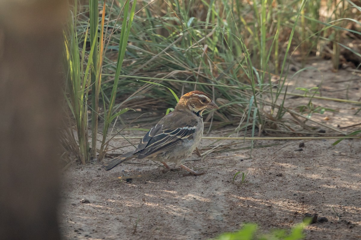 Chestnut-crowned Sparrow-Weaver - ML624205866