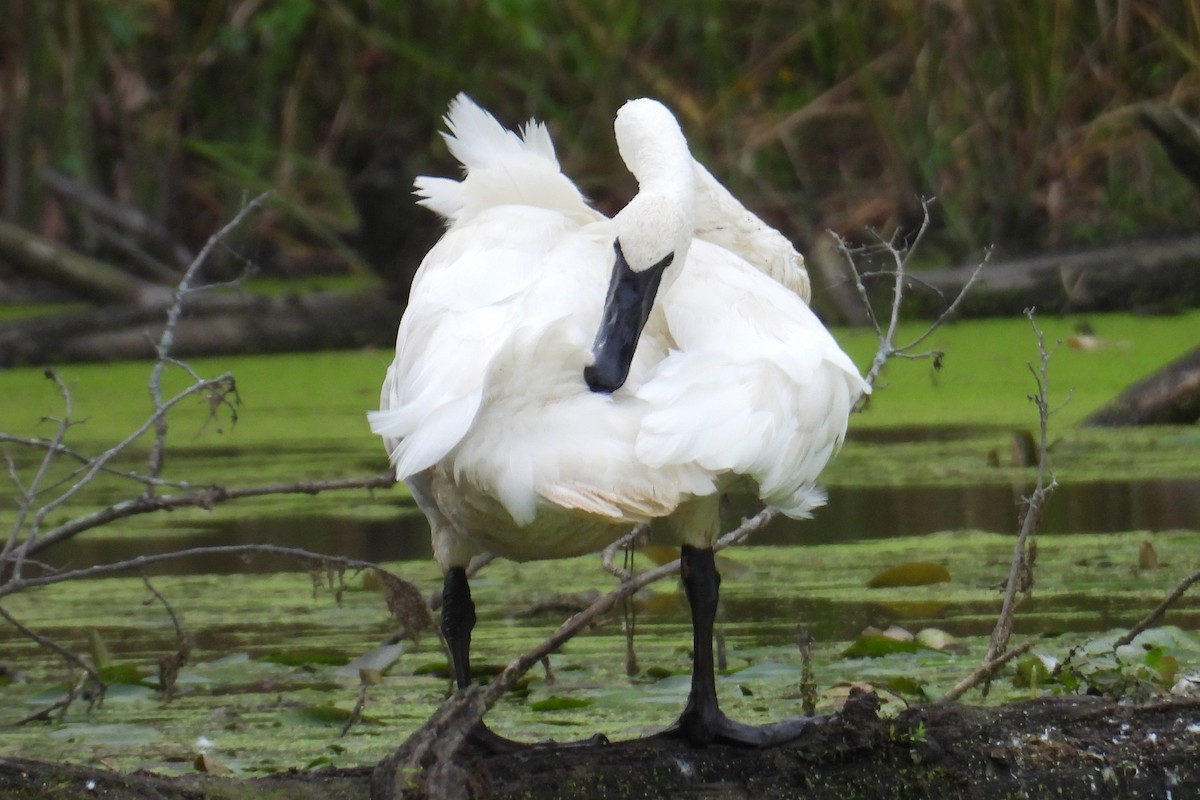 Trumpeter Swan - ML624205891