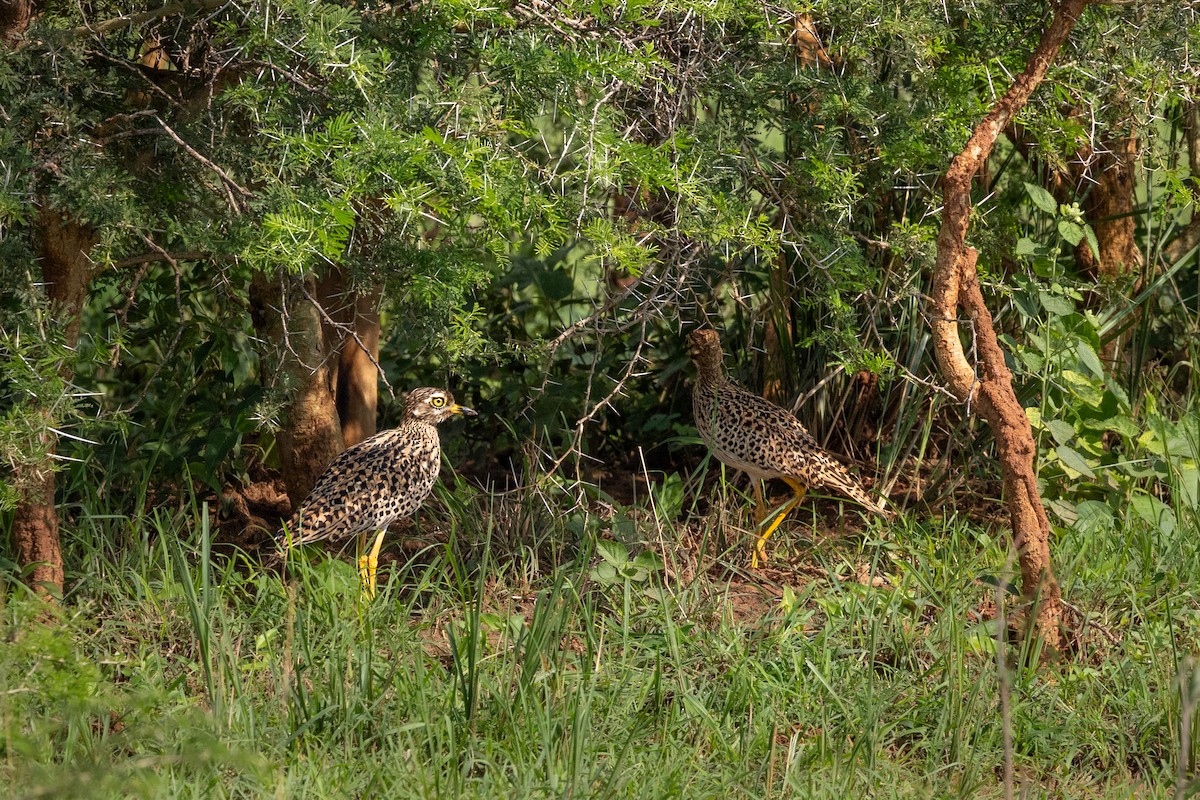 Spotted Thick-knee - ML624205894