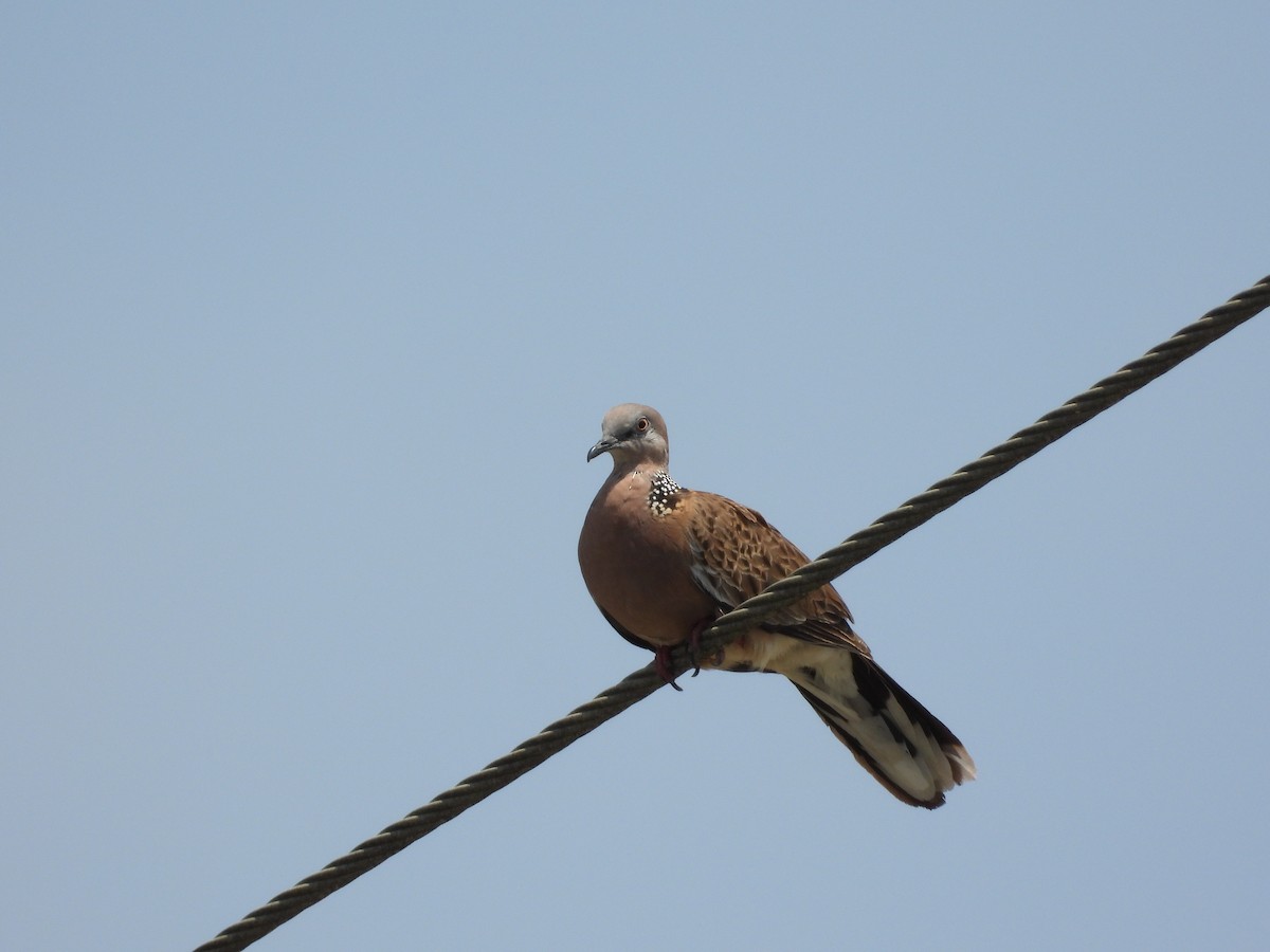 Spotted Dove - ML624205896