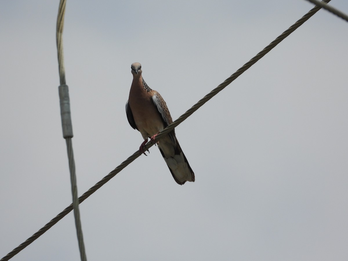 Spotted Dove - ML624205903