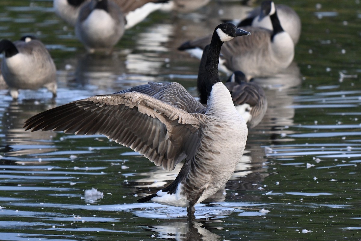 Canada Goose - ML624205914