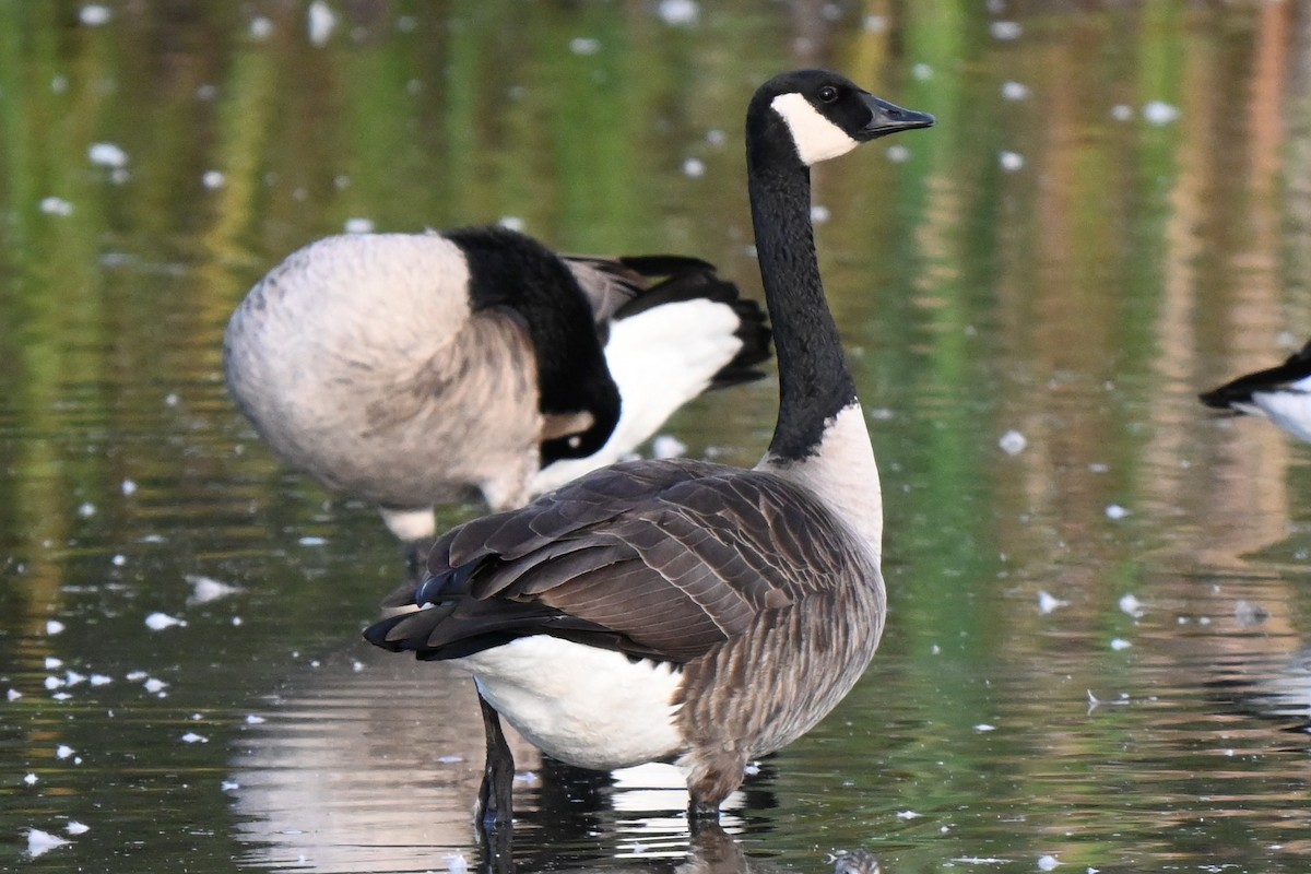 Canada Goose - ML624205915