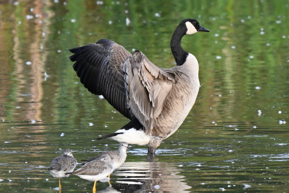 Canada Goose - ML624205916