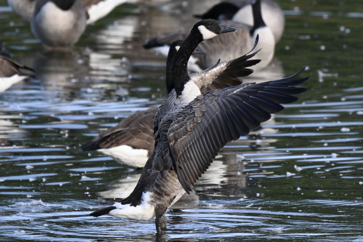 Canada Goose - ML624205917