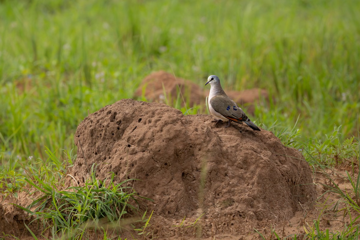 Black-billed Wood-Dove - ML624205919