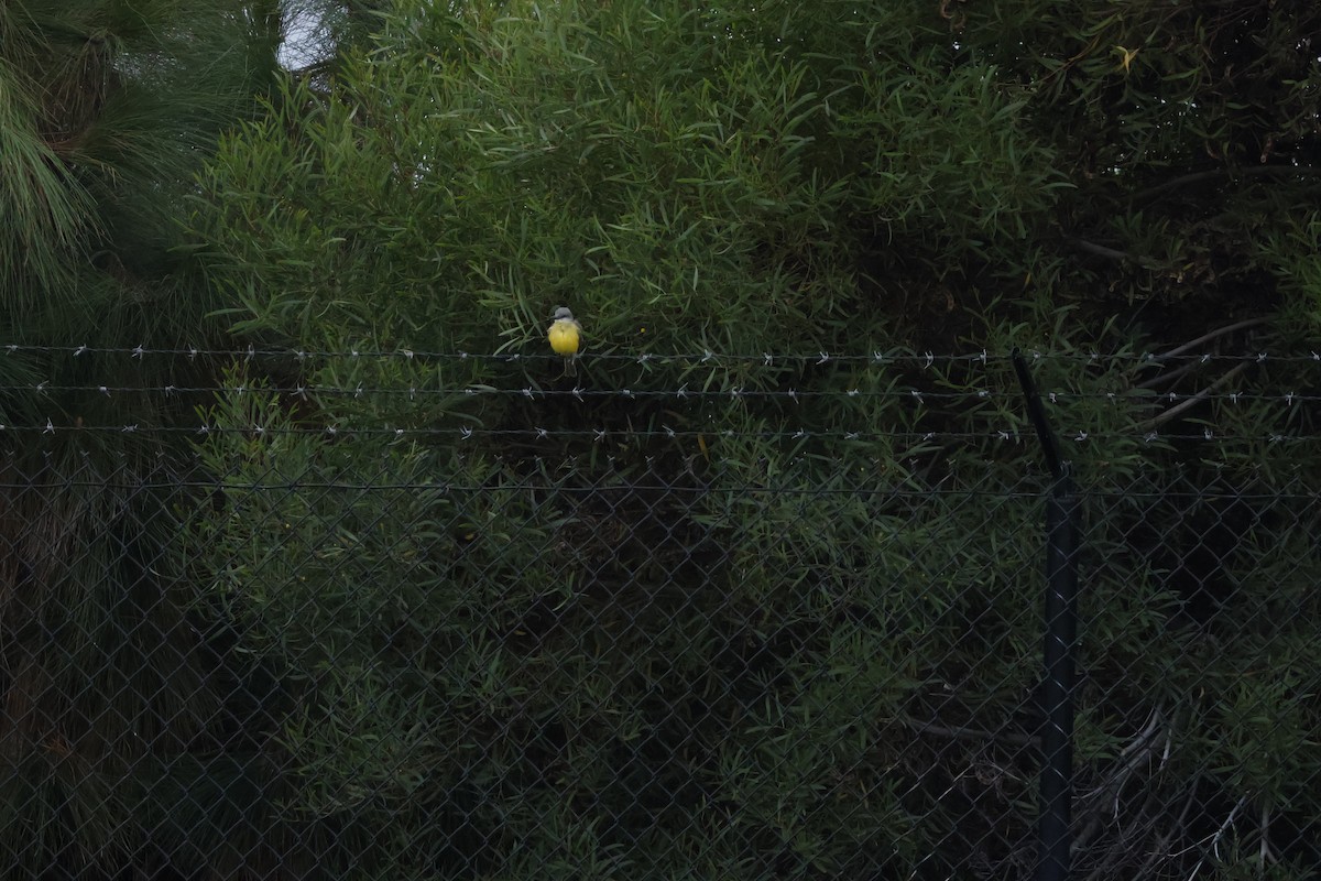 Tropical Kingbird - ML624205928