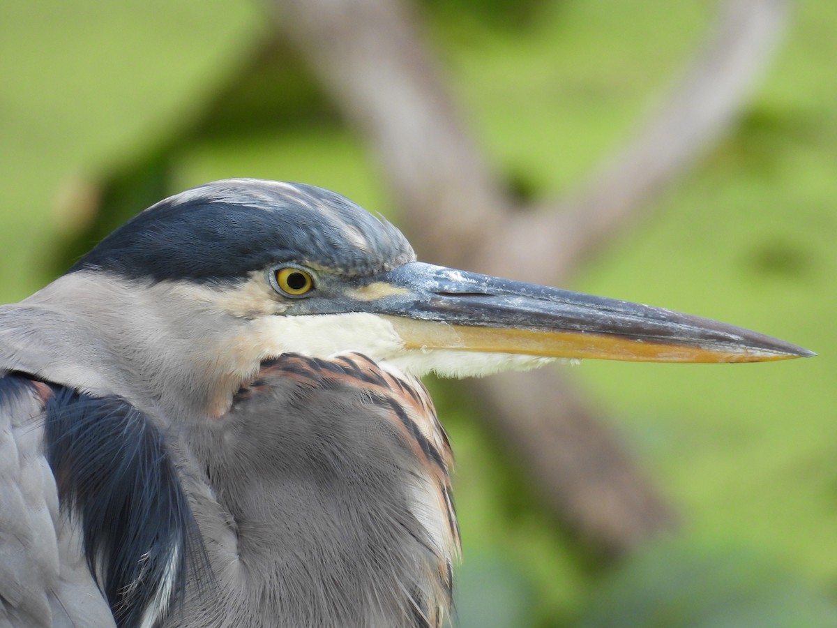 Great Blue Heron - ML624205943