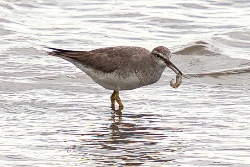 Gray-tailed Tattler - ML624205947