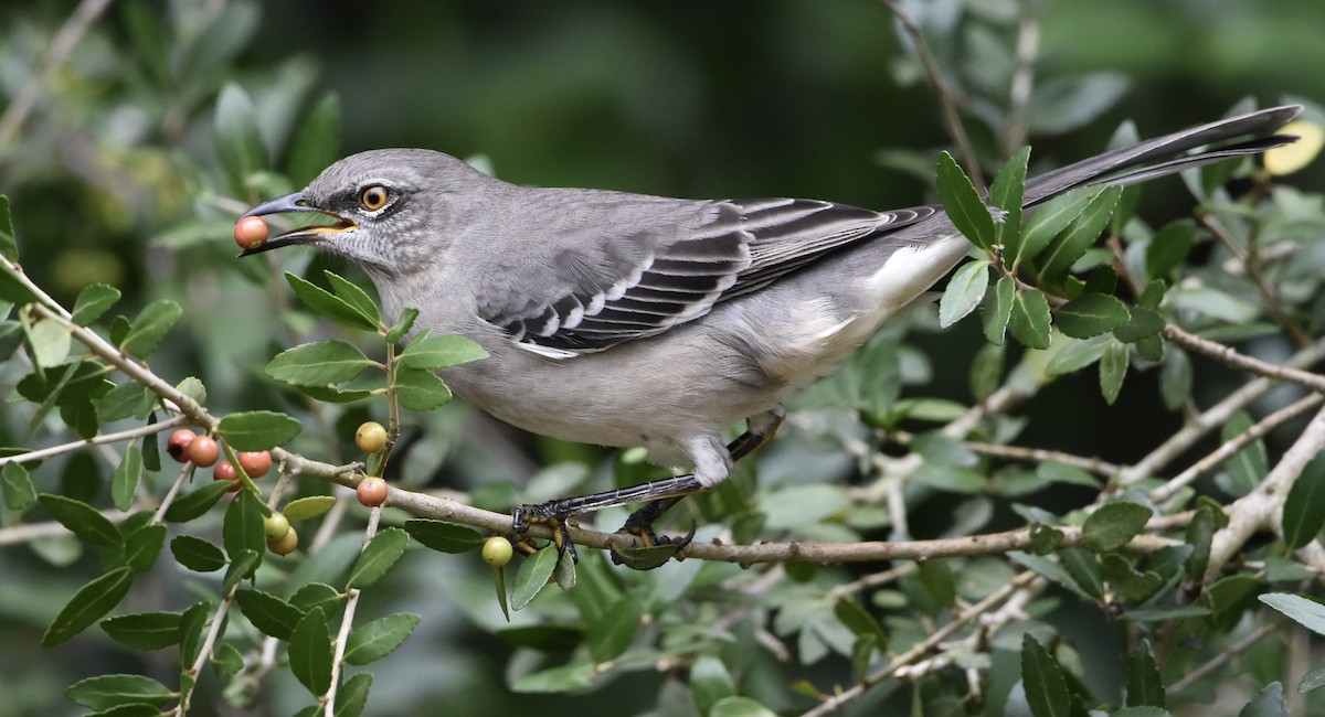 Northern Mockingbird - ML624205970