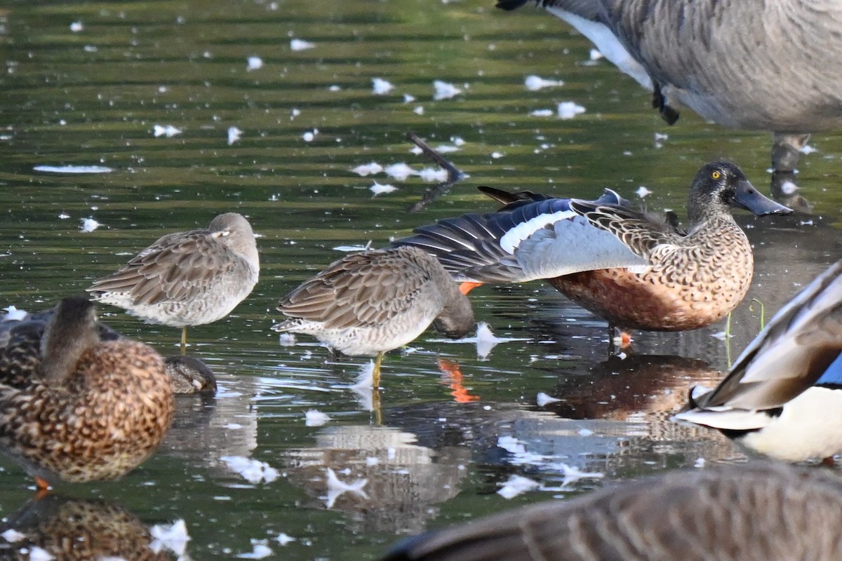 Northern Shoveler - ML624205971