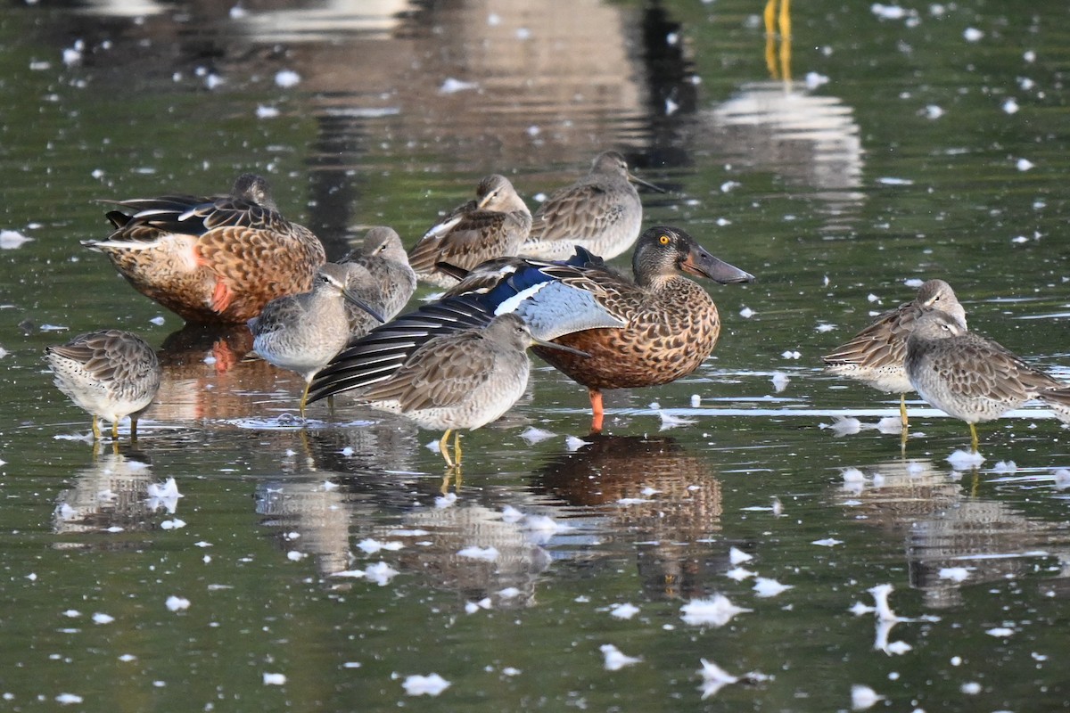 Northern Shoveler - ML624205973