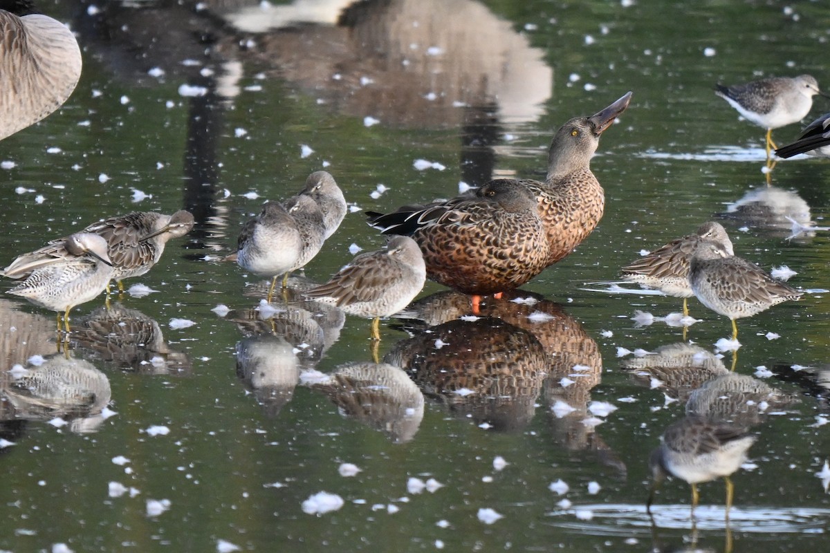 Northern Shoveler - ML624205974