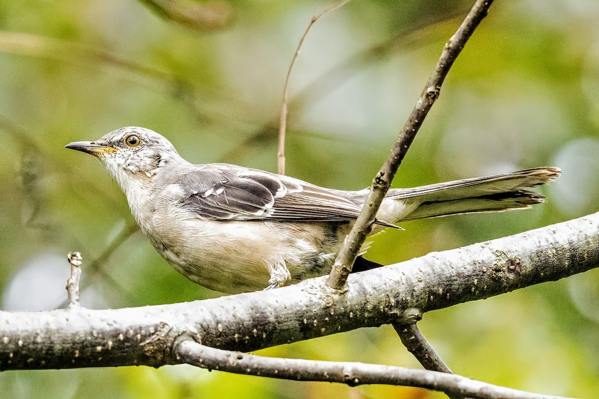 Northern Mockingbird - ML624205990