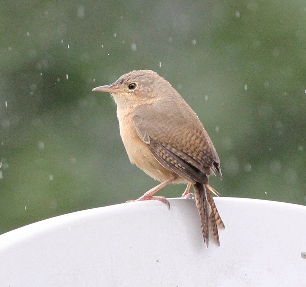 House Wren - Dave Czaplak