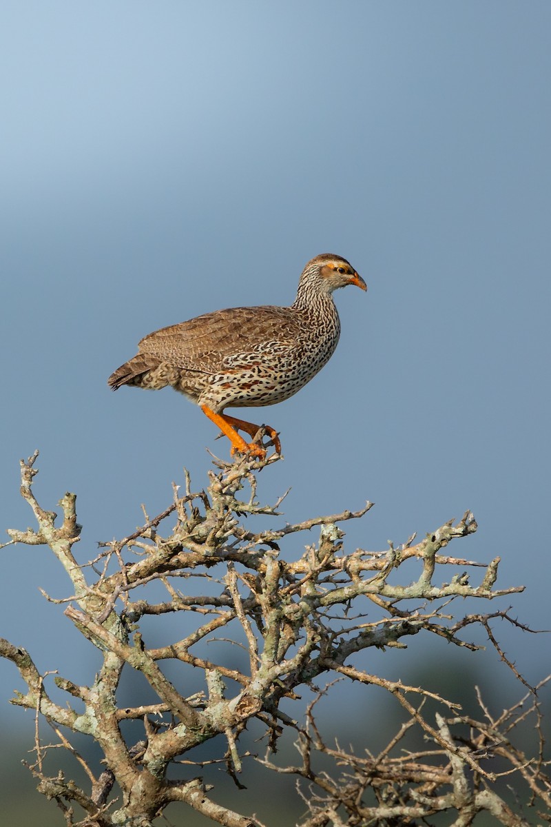 Francolin à bec jaune - ML624206010