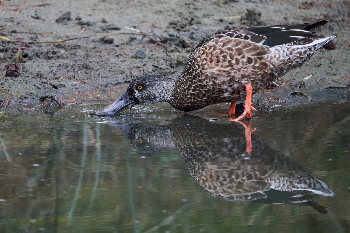 Northern Shoveler - ML624206011