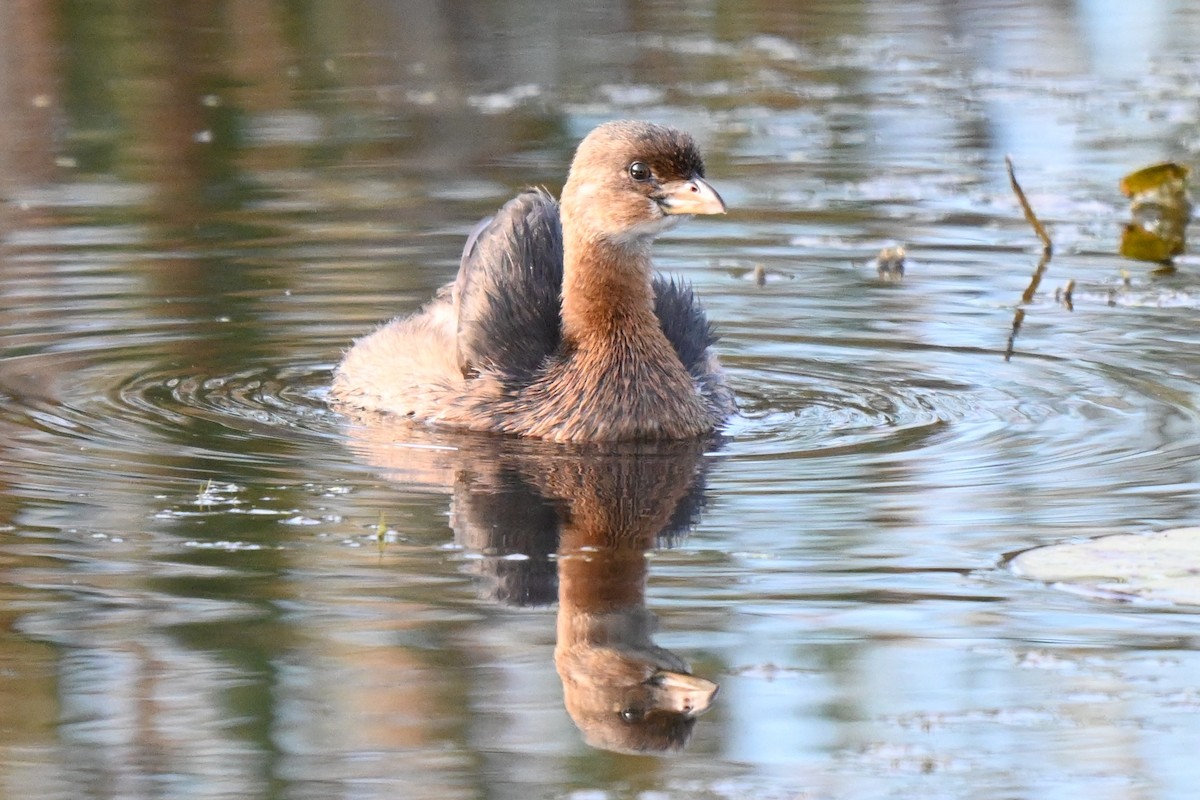 Pied-billed Grebe - ML624206015