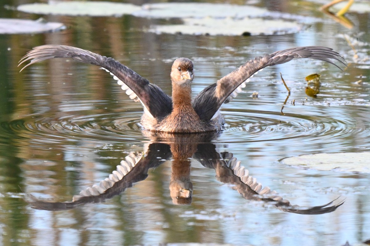 Pied-billed Grebe - ML624206016