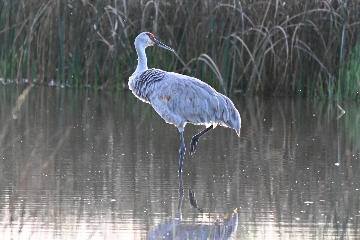 Sandhill Crane (tabida/rowani) - ML624206034