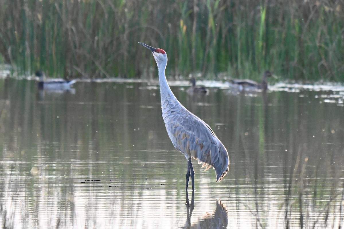 Sandhill Crane (tabida/rowani) - ML624206035