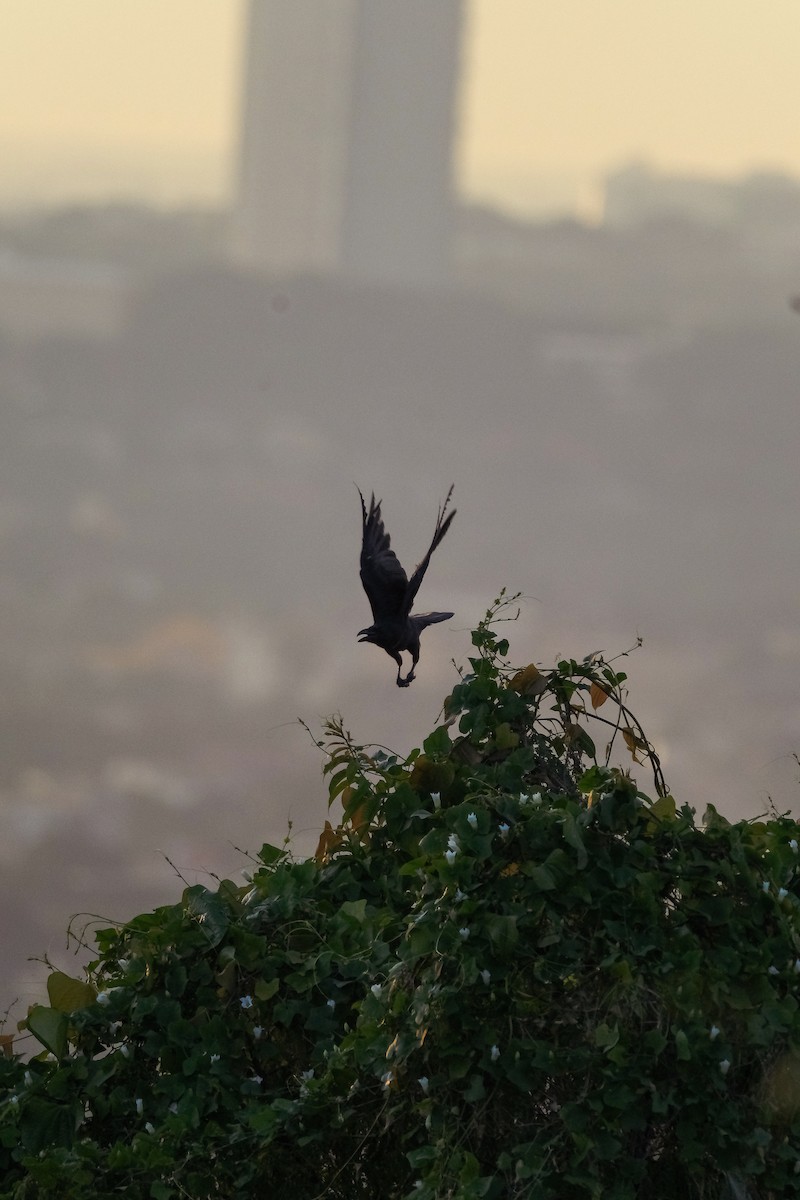 Large-billed Crow - ML624206054