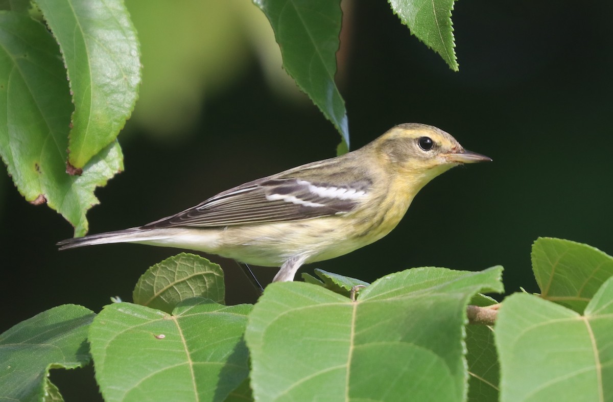 Blackburnian Warbler - ML624206057