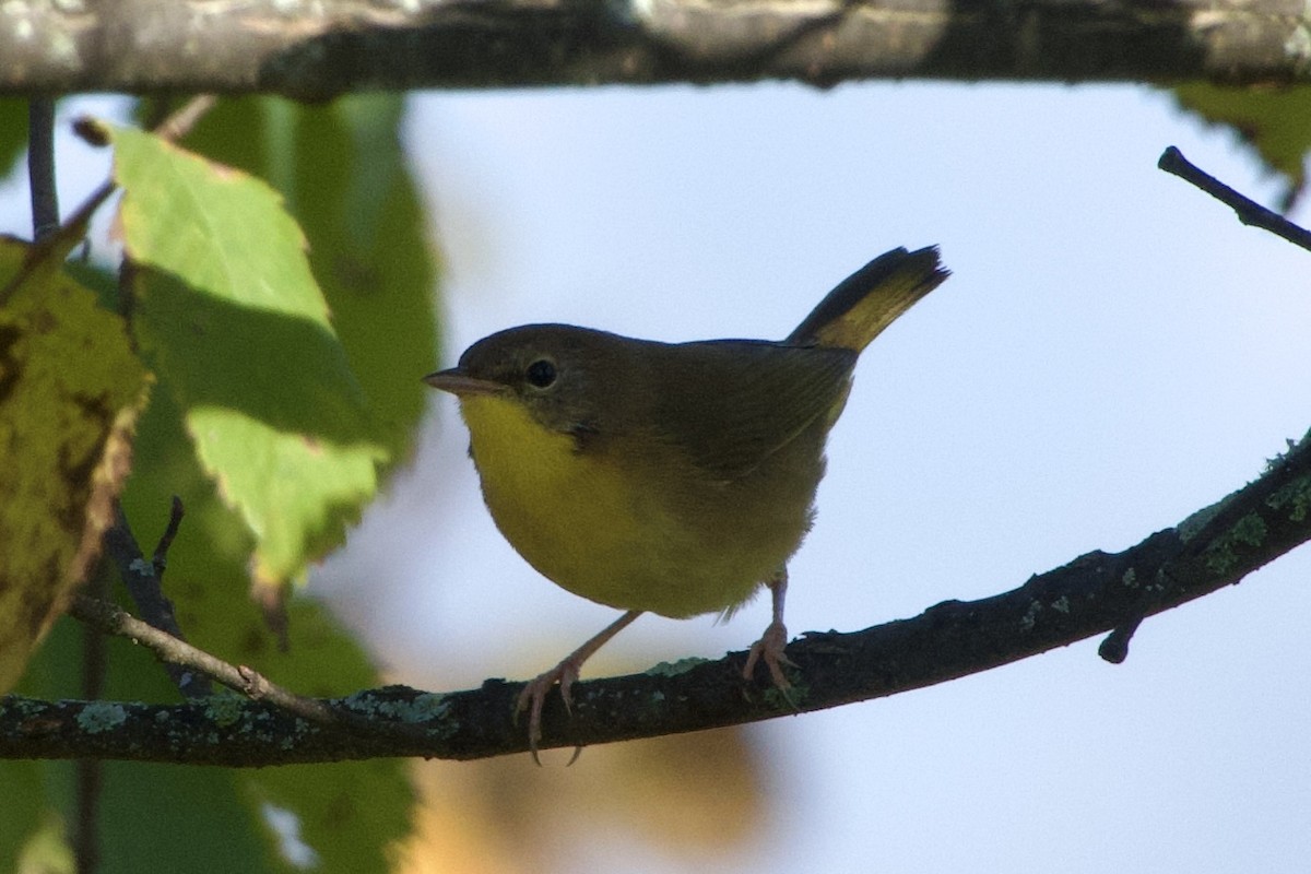 Common Yellowthroat - ML624206063