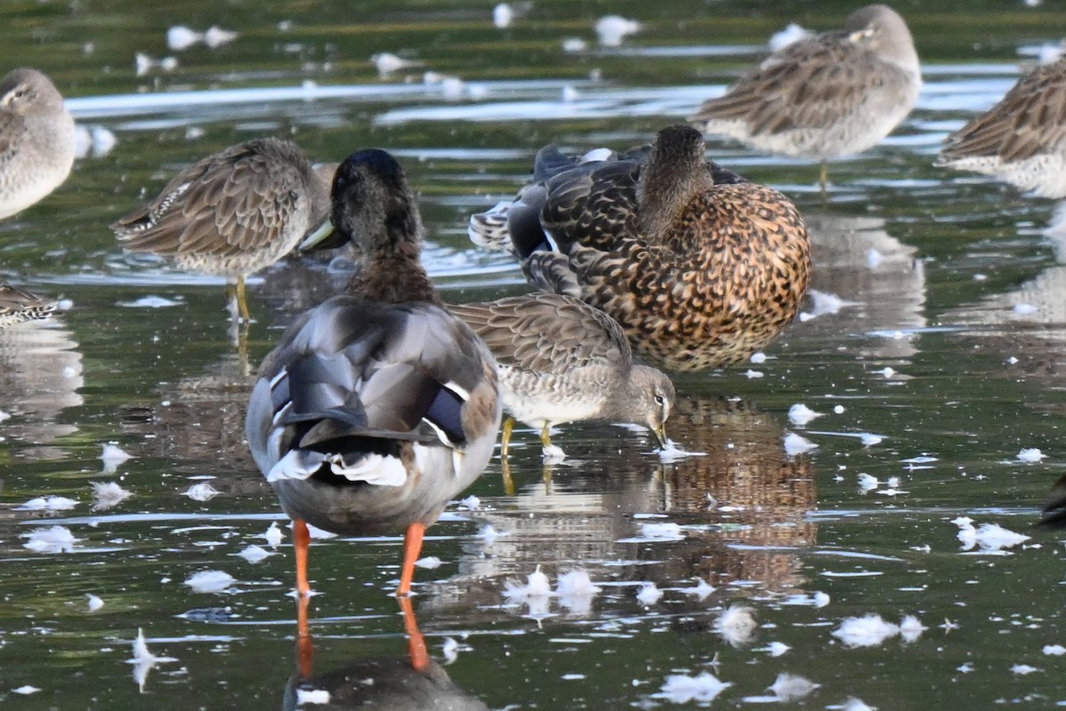 Long-billed Dowitcher - ML624206070