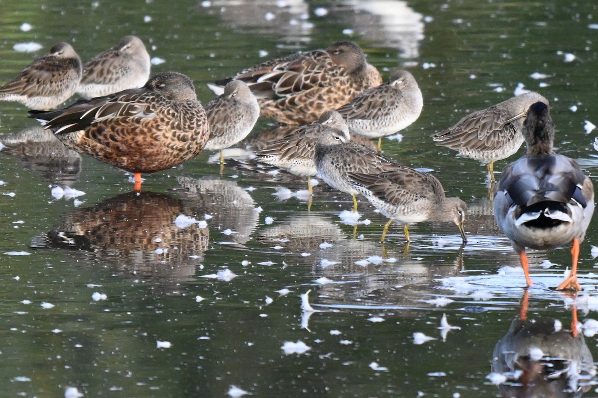 Long-billed Dowitcher - ML624206071