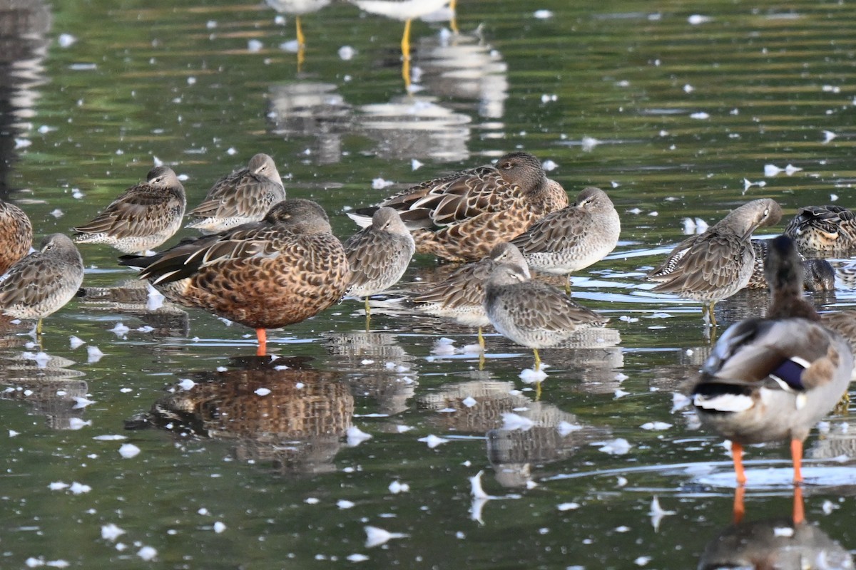 Long-billed Dowitcher - ML624206072