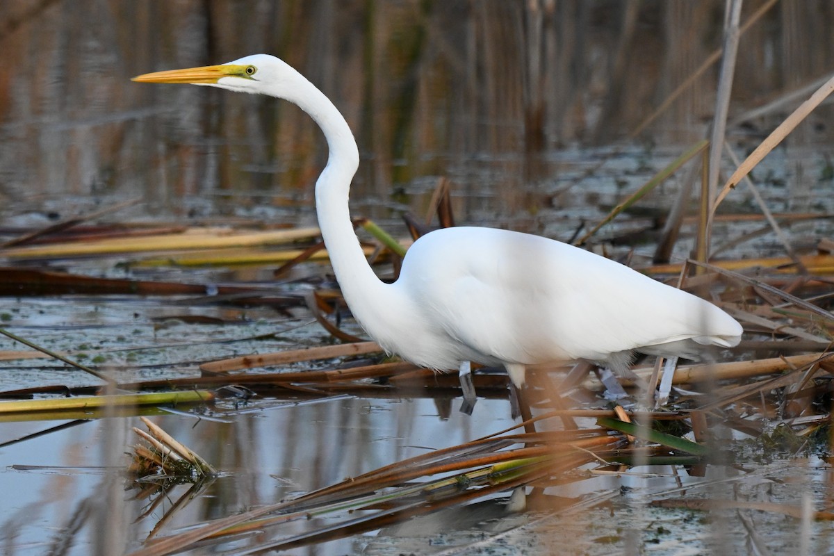 Great Egret - ML624206079