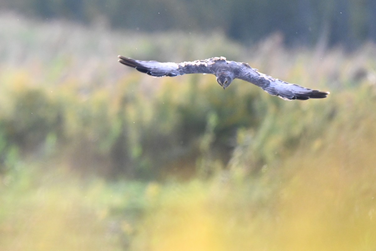 Northern Harrier - ML624206082