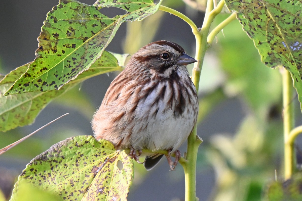 Song Sparrow (melodia/atlantica) - ML624206085