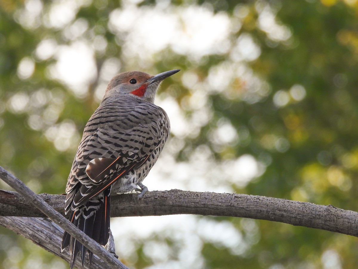 Northern Flicker - ML624206087