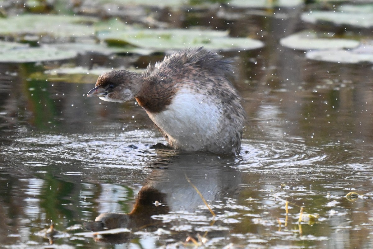 Pied-billed Grebe - ML624206091