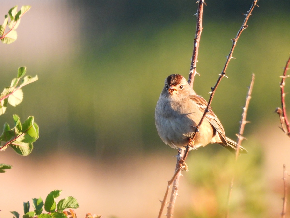 White-crowned Sparrow - ML624206103