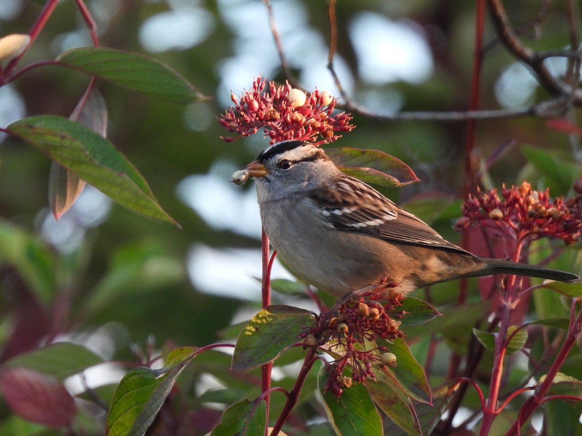 White-crowned Sparrow - ML624206104