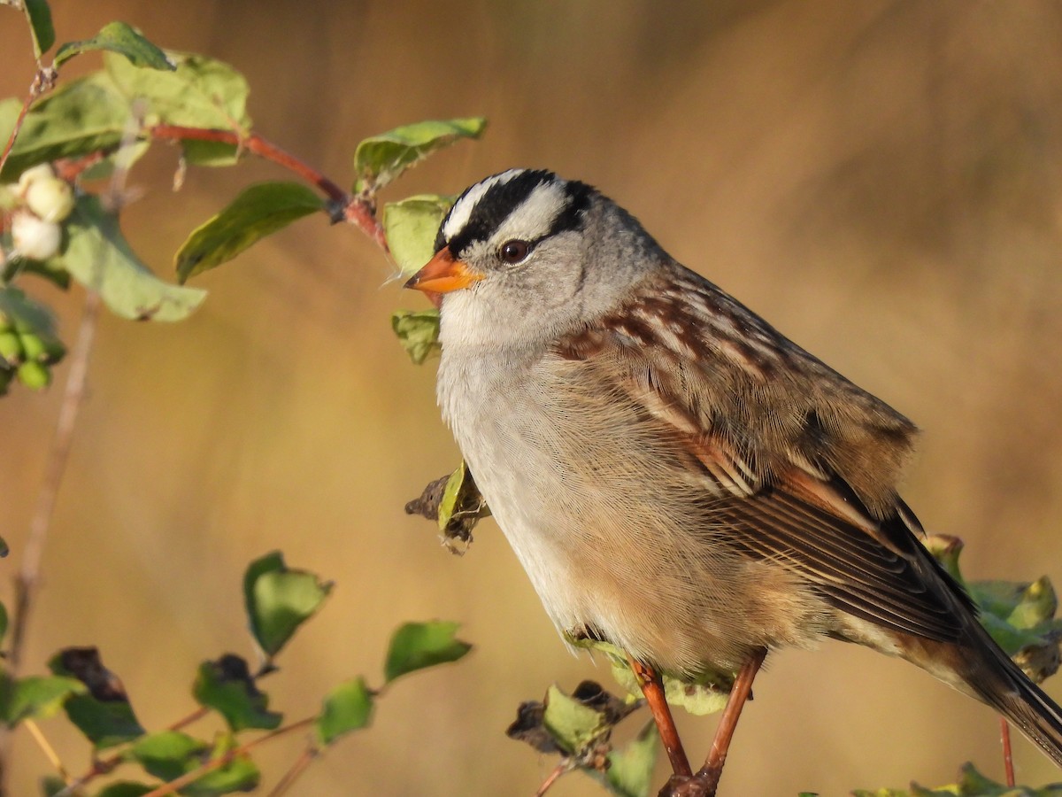 White-crowned Sparrow - ML624206105