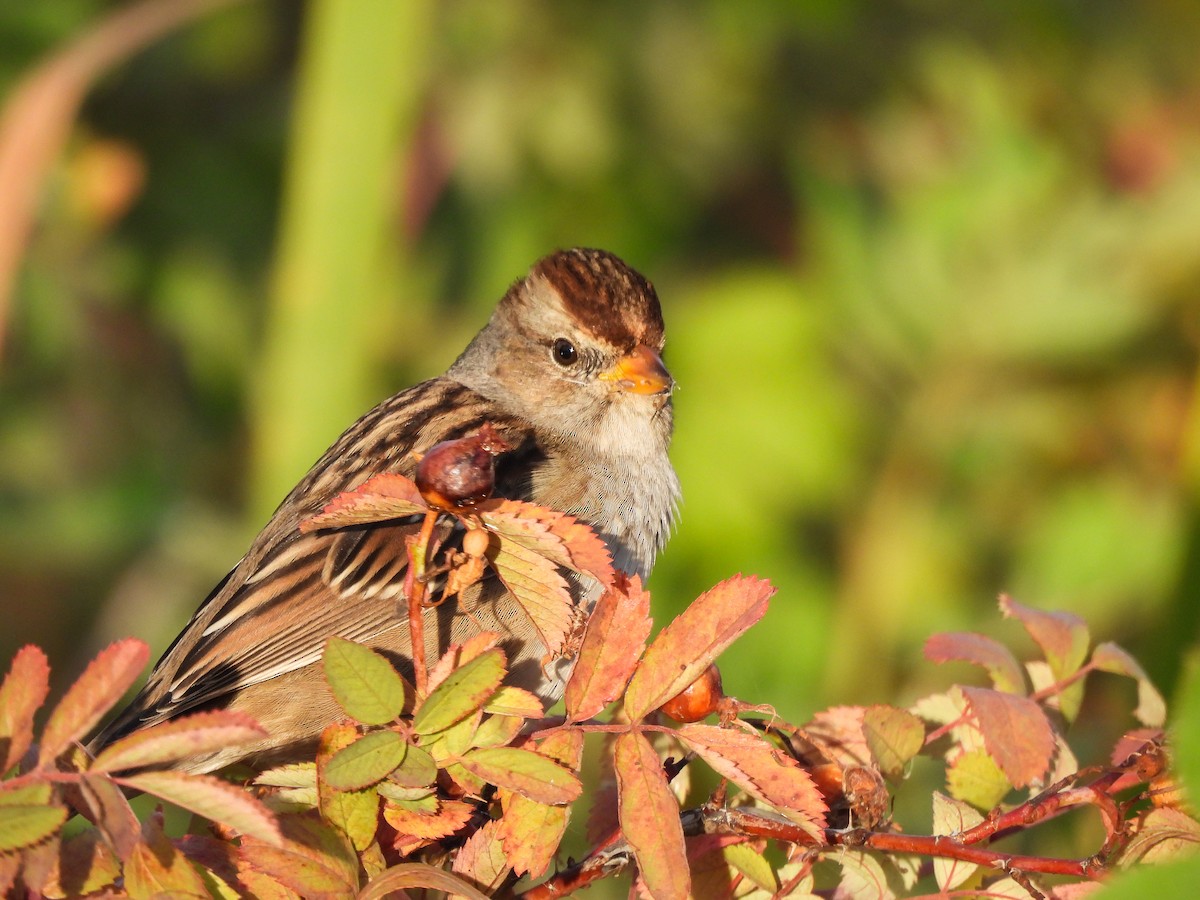 White-crowned Sparrow - Brittany Miller